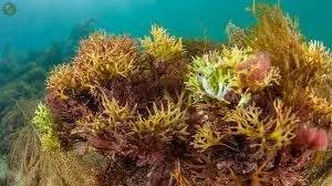 Vibrant underwater scene showcasing sea moss and its nutrients highlighting the benefits of sea moss