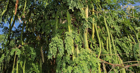 Moringa tree showcasing lush green leaves, highlighting moringa health benefits for natural wellness