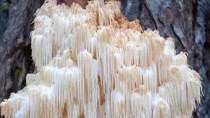 Lion's Mane mushroom benefits include supporting memory, focus, and nerve regeneration