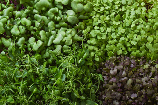 Microgreens: The Tiny Titans of Nutrition
