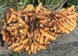 Fresh turmeric root used in Herbal Haven's natural pain reliever capsules for effective relief